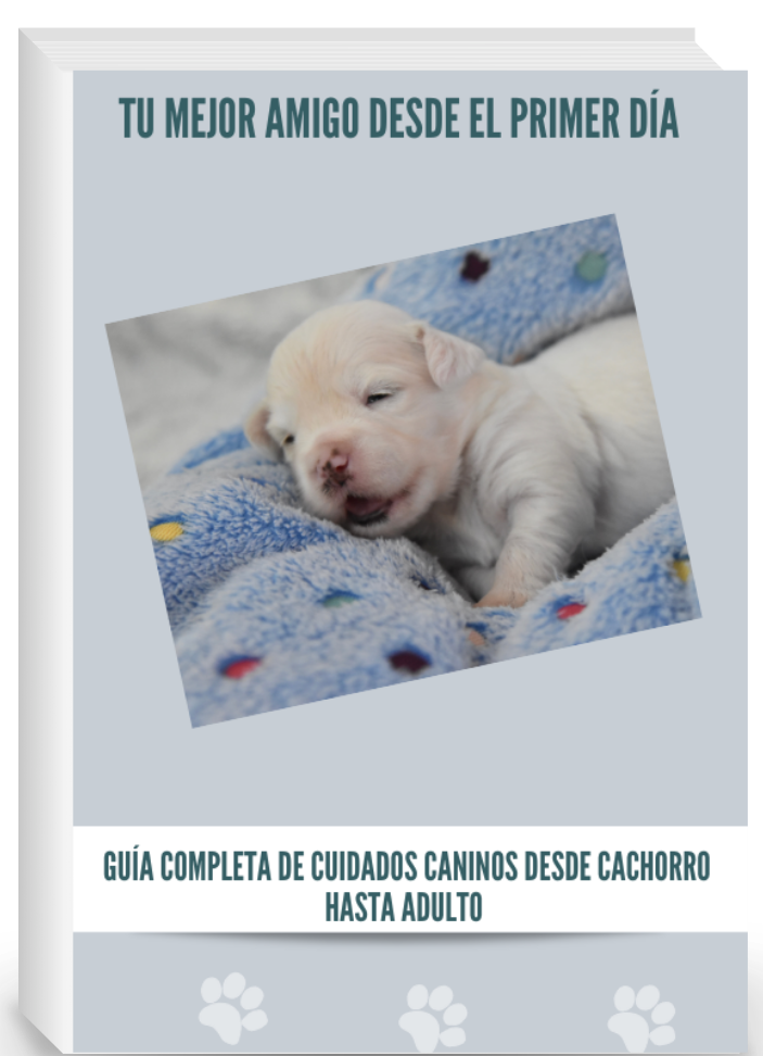 "El Poder del Amor en el Adiestramiento Canino"